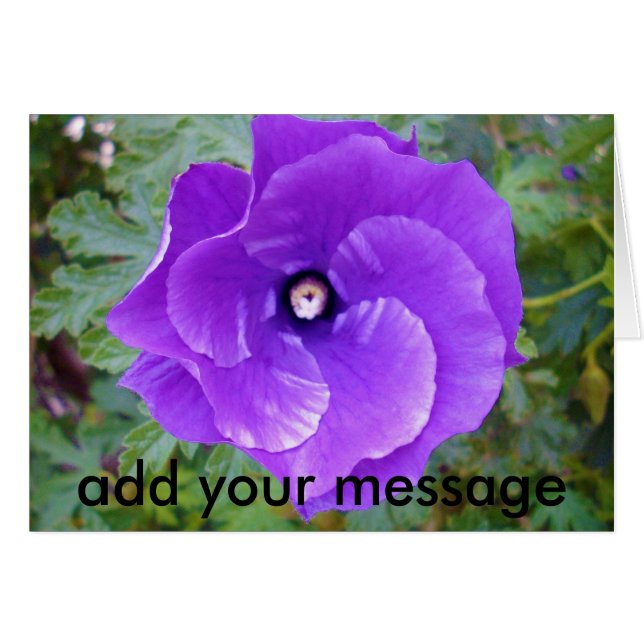 Púrpura Profunda Flor Hibiscus, (Anverso (Horizontal))