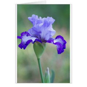 Púrpura y azul barba de altura Iris Bloom