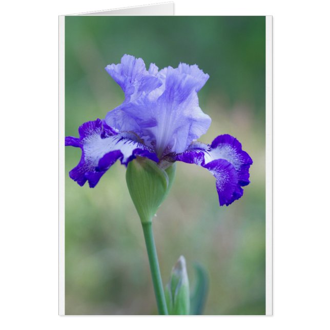 Púrpura y azul barba de altura Iris Bloom (Frente)