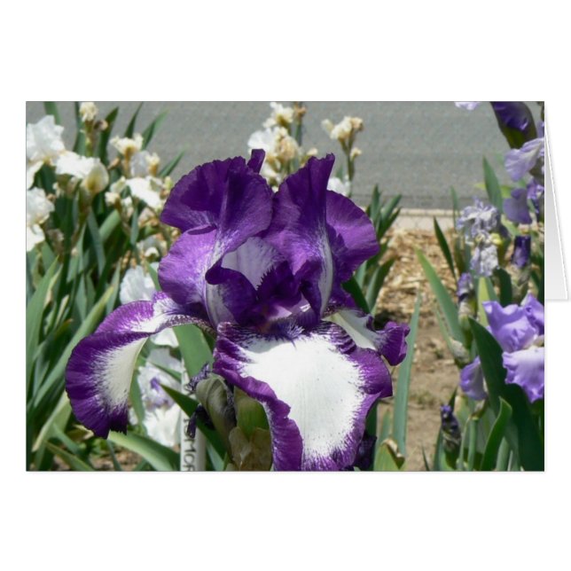 Púrpura y blanco (Anverso (Horizontal))