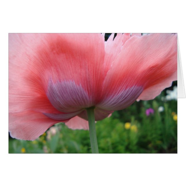 Púrpura y rosa (Anverso (Horizontal))