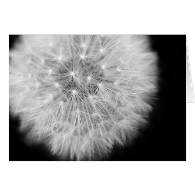 Pusteblume (Anverso (Horizontal))