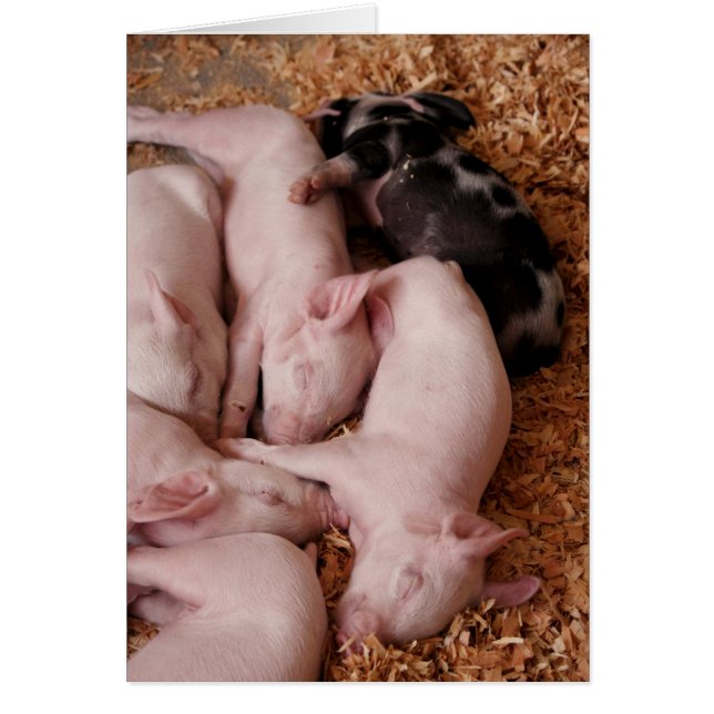 Puyallup Fair Piglets (Frente)