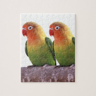 Puzzle の "Fischer's Lovebird" 製 良 優