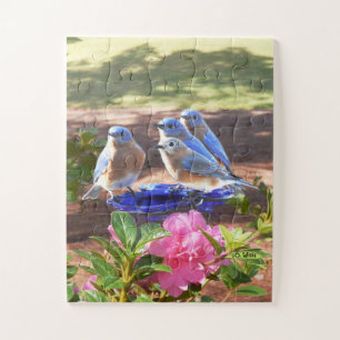 Puzzle 050 Bluebirds desconciertan para siempre a los