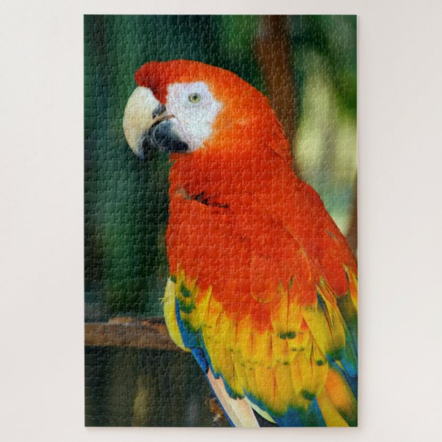 Puzzle 1000 piezas Scarlet Macaw (Vertical)