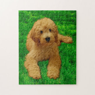 Puzzle 11x14 Rex El Goldendoodle