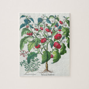 Puzzle 1.Solanum Pomiferum; 2.Amaracus vulgaris, de