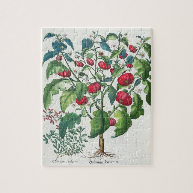 Puzzle 1.Solanum Pomiferum; 2.Amaracus vulgaris, de (Vertical)