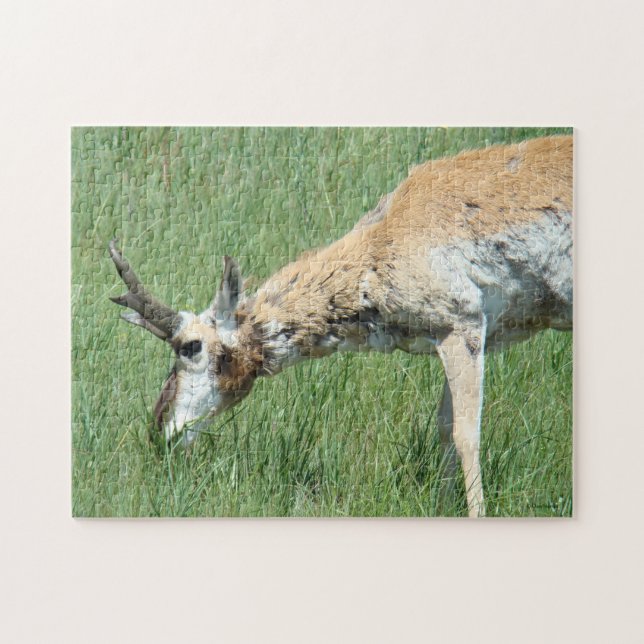 Puzzle A11 Pronghorn Antelope Grazing (Horizontal)