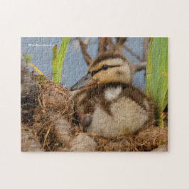 Puzzle A Cute and Precocious Mallard Duckling