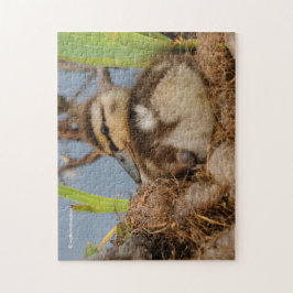 Puzzle A Cute and Precocious Mallard Duckling
