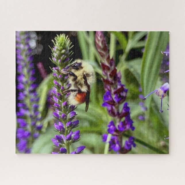 Puzzle Abeja central con florida planta de Speedwell (Horizontal)