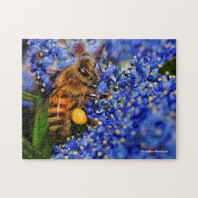 Puzzle Abeja de miel: Polinizador Lilac de California ocu (Horizontal)