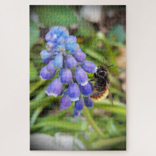 Puzzle Abeja en Muscari Armeniacum , Hiacinato de uva