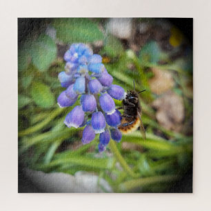 Puzzle Abeja en Muscari Armeniacum , Hiacinato de uva