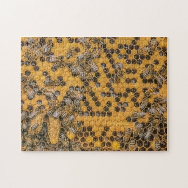 Puzzle Abejas de miel y células de reina en Beehive | api (Horizontal)