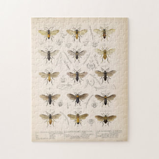 Puzzle Abejas y avispas de Cameron 1883-1890