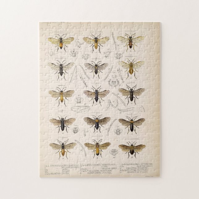 Puzzle Abejas y avispas de Cameron 1883-1890 (Vertical)