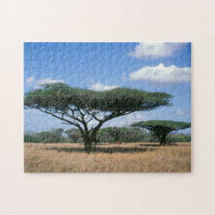 Puzzle Acacia de espinas de paraguas (Acacia tortilis), M