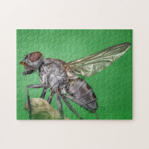 Puzzle Acercamiento de fotos de insectos de mosca domést