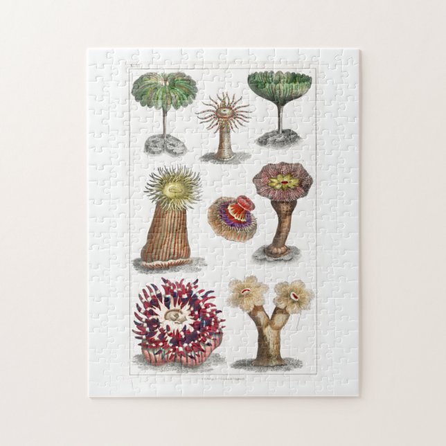 Puzzle Actiniae vintage, ciencia, ernst haeckel, biología (Vertical)