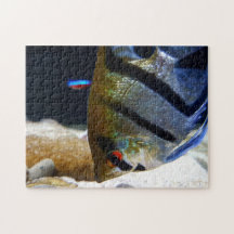 Acuario de agua dulce Angelfish Pish Keepers