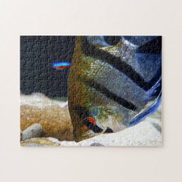 Puzzle Acuario de agua dulce Angelfish Pish Keepers