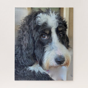 Puzzle Adorable Bernedoodle