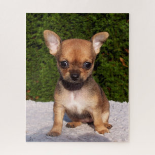 Puzzle Adorable cachorro chihuahua