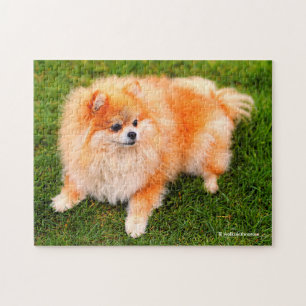Puzzle Adorable Perro de Cachorro Pomeraniano