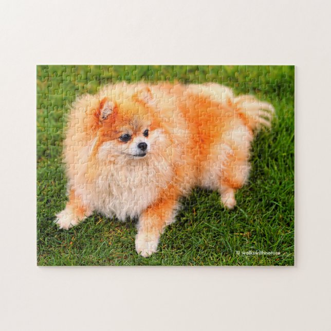 Puzzle Adorable Perro de Cachorro Pomeraniano (Horizontal)