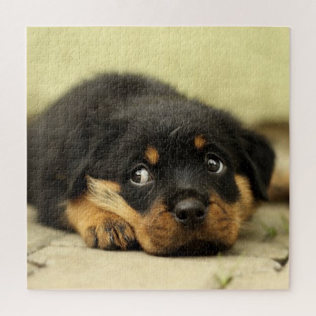 Puzzle Adorable Rottweiler Puppy (Vertical)