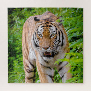 Puzzle Adult Tiger Prowling Among Bright Green Leaves