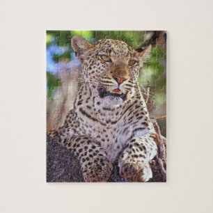 Puzzle África, Botsuana, Delta del Okvango, leopardo salv