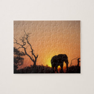 Puzzle África, Botsuana, Parque Nacional Chobe, puesta en