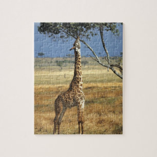 Puzzle África, Kenia, Amboseli NP. Una jirafa común, o ma