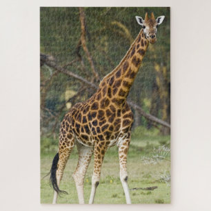 Puzzle África. Kenia. Jirafa de Rothschild en el lago 2