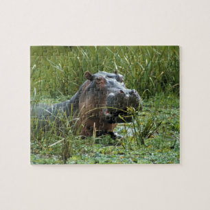 Puzzle África, Kenia, Masai Mara NR. Una madre hipopótamo