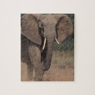 Puzzle África, Kenia, Nanyuki, Mpala. Elefante africano.