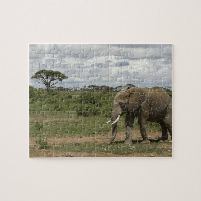 Puzzle África, Kenia, Parque Nacional Amboseli, elefante, (Horizontal)