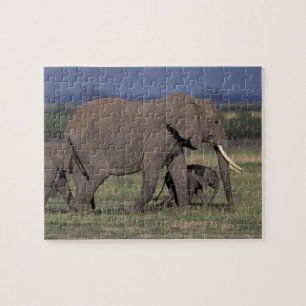 Puzzle África, Kenia, Parque Nacional de Amboseli. Africa