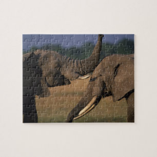 Puzzle África, Kenia, Reserva de caza Masai Mara, Dos tor