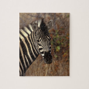Puzzle África, Sudáfrica, retrato de cebra en Parque Naci