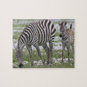 Puzzle África. Tanzania. Cebra madre y cría