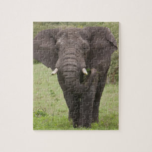 Puzzle África Tanzania Elefante en el cráter de Ngorongor
