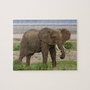 Puzzle África. Tanzania. Elefante en el Parque Nacional d