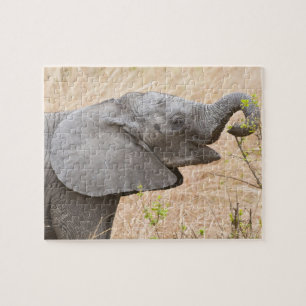 Puzzle África. Tanzania. Elefante joven en Tarangire
