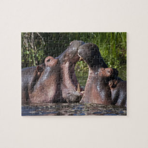 Puzzle África. Tanzania. Hipopótamo esparrancándose