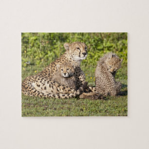 Puzzle África. Tanzania. Madre de guepardo y crías 2